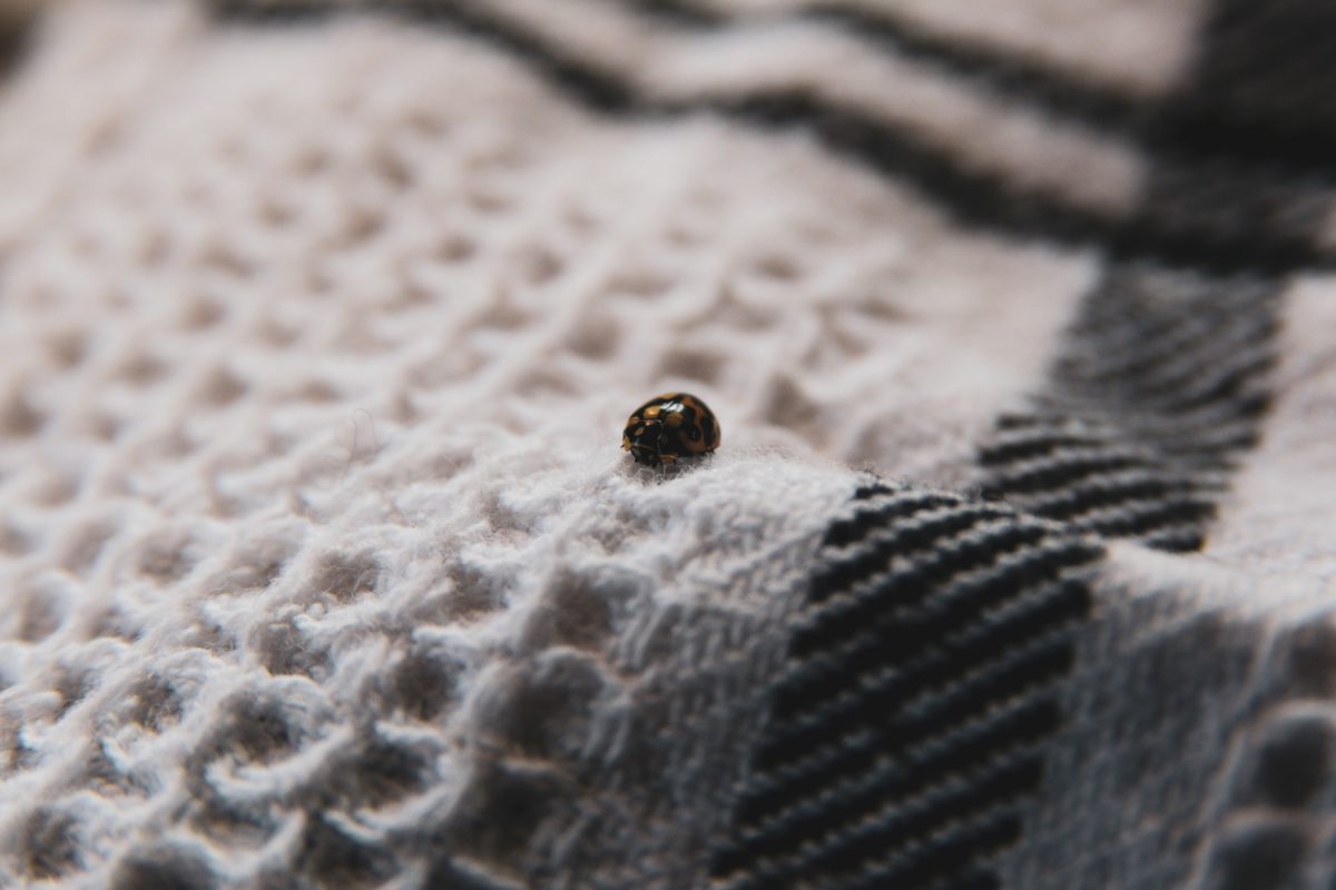 How to Get Rid of Insect Pests in Your Upholstered Furniture
