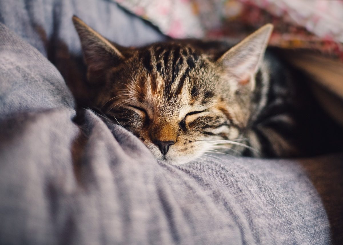 Best Couch Material for Cats CatFriendly Upholstery